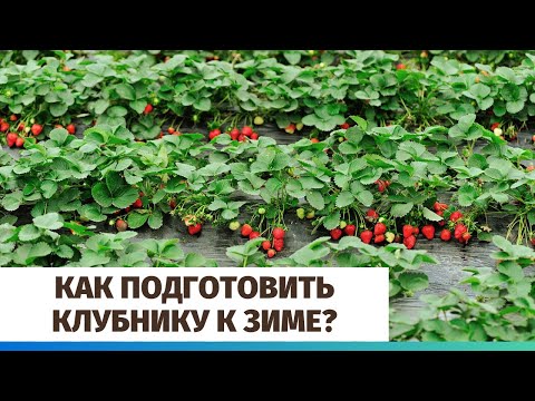 Видео: Как подготовить клубнику к зиме?