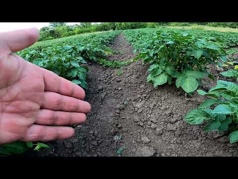 Видео: Чи варто підгортати картоплю в спеку?
