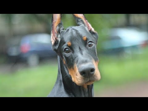 Видео: ПЕРВЫЙ ДЕНЬ ПРОГУЛОК | ХОЧУ ДОБЕРМАНА