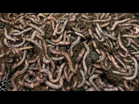 Видео: Разведение червя Дендробена  от А до Я. Об  этом вам никто не расскажет! В конце видео