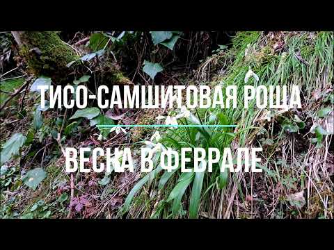 Видео: Тисо-самшитовая роща 1 февраля. Весна в Хосте.