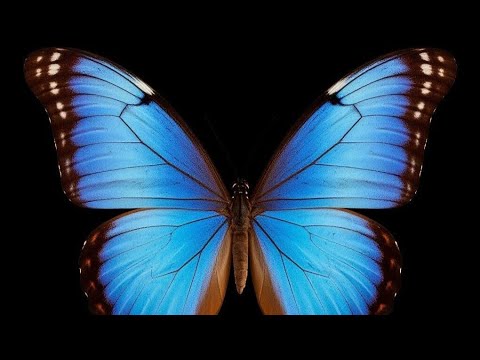 Видео: ОНИ В УЖАСЕ И В ГНЕВЕ. У НИХ НЕТ БОЛЬШЕ ВЛАСТИ. ВЫ ЦЕННОСТЬ ДЛЯ РОДА