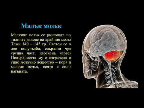 Видео: ТЕМА №53 - НЕРВНА СИСТЕМА ПРИ ЧОВЕКА