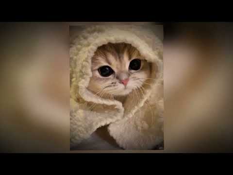 Видео: Весна (speed up) #speedupsong #song #spring #trends