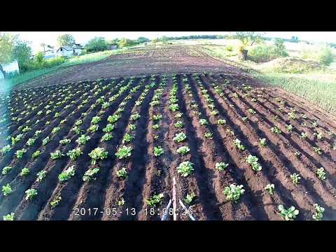 Видео: Прополка и окучивание картофеля ручным культиватором.