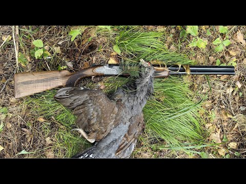 Видео: В ПОИСКАХ ПЕРВОГО ГЛУХАРЯ 2 | ПАУКИ АТАКУЮТ. ОХОТА НА БОРОВУЮ ДИЧЬ. НОВОЕ РУЖЬЕ ATA SP AVANGARDE