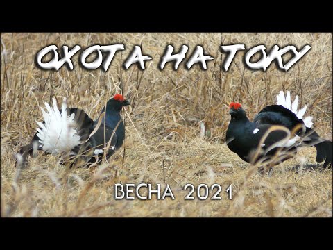 Видео: Весенняя охота на тетеревином току | Охота на косачей 2021