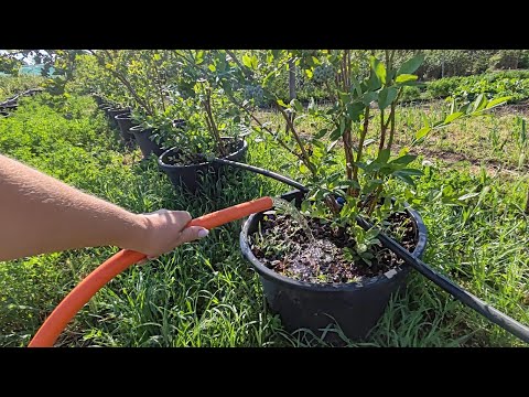 Видео: 🥵ЖАРА. ПОЛИВ ГОЛУБИКИ🫐 ПОТЕРИ🤦🏼‍♀️