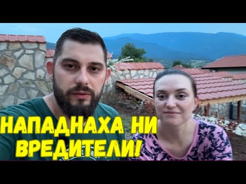 Видео: ЖИВОТ НА СЕЛО: ❌  Борба с вредители по естествен начин и засаждане на още разсад 🌿