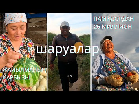 Видео: Қарбыздың тәттісі, Помидор жинау. Даладағы тіршілік