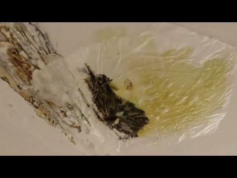 Видео: День 5. Высолы и ".. потолок от ушей до хвоста был черней, чем сама чернота".