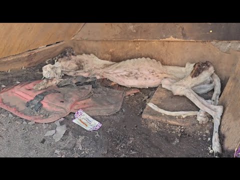 Видео: Она постепенно теряла сознание в хижине после многих дней попрошайничества но никого это волновало..