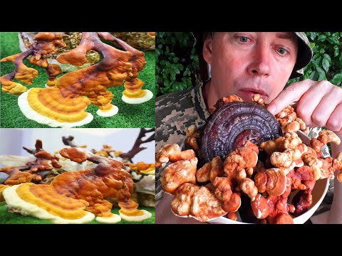 Видео: ВОЛШЕБНЫЕ ГРИБЫ РЕЙШИ! Готовим ЗЕЛЬЕ из трутовика!