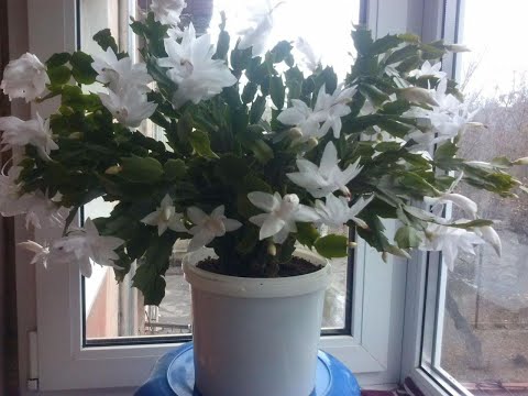 Видео: Секрет цветения декабристов2