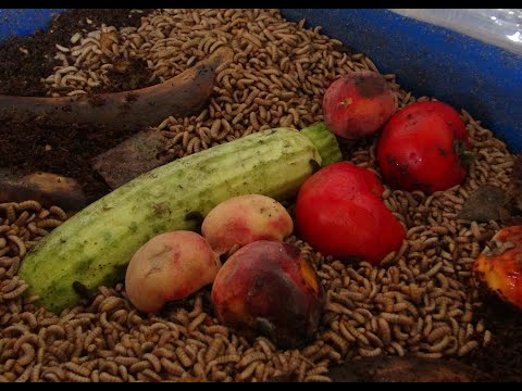 Видео: Фрукты и овощи для черной львинки.