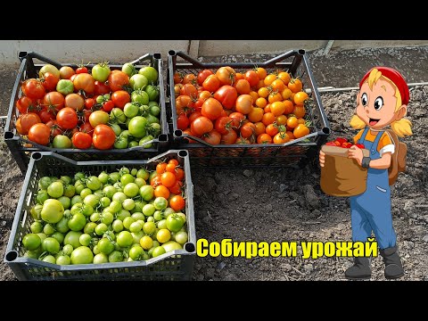 Видео: Собираем урожай, обрезала чеснок 🧄