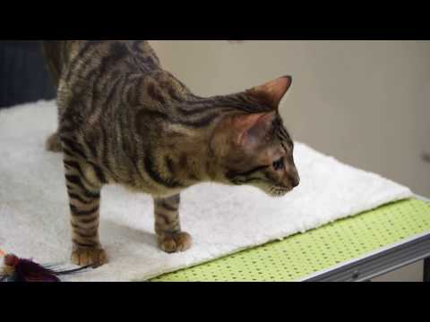 Видео: Все о породе кошек Тойгер. Котокафе "Котики и люди".