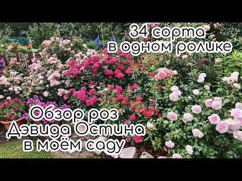 Видео: Обзор роз Дэвида Остина. 34 сорта в одном ролике