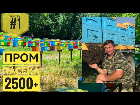 Видео: Пром #пасека Андрея Бодяна 2500+ #пчелосемей (Молдова) часть #1