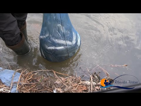 Видео: 🎣 10 КИЛА БОЈНИК ЗА 1 ЧАС – Сѐ СНИМЕНО ВО ЖИВО! | Рибарска Вистина #RibarskaVistina #Бојник #skobal