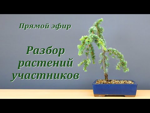 Видео: Разбор растений участников (запись прямого эфира)