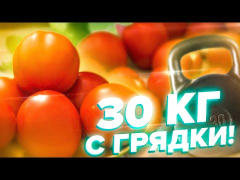 Видео: УРОЖАЙ ВЕДРАМИ! ТОМАТ ПЕНЬ - 30 КГ С ГРЯДКИ!