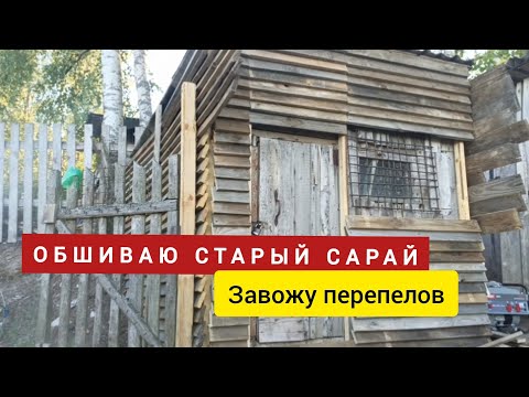 Видео: Уехал из Питера в деревню жить. Переделываю старый курятник, завожу перепелов.