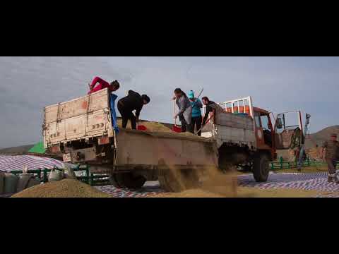 Видео: L.Surult, A.Tumen-Ulzii-Tarialangiin namar/ Л.Сөрөлт, А.Түмэн-Өлзий-Тариалангийн намар/