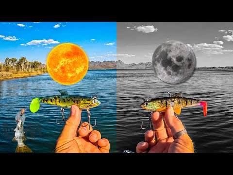 Видео: Как выбрать цвет для Основы ловли баррамунди