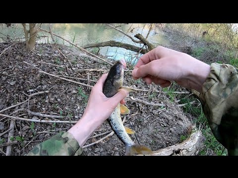 Видео: Рыбалка на Реке Сунжа.Самашки.Усач.Голавль