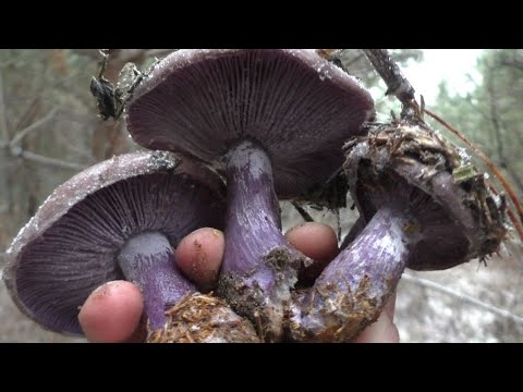 Видео: ОТПРАВИЛИСЬ В ДЕКАБРЕ В ЛЕС ПО ГРИБЫ! Думали нас засмеют НО ТУТ ТАКИЕ НАХОДКИ!