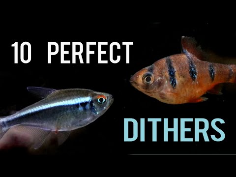 Видео: У вас есть застенчивые рыбки? 10 идеальных рыбок-пугливок для вашего аквариума.