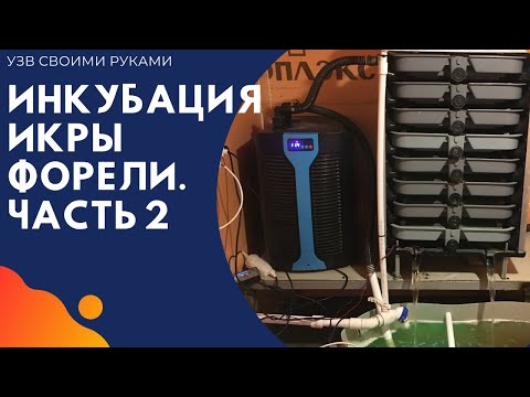Видео: Инкубация икры форели. Часть 2. Обзор инкубатора