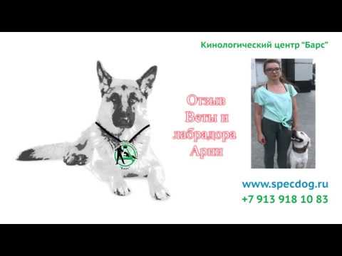 Видео: Видео отзыв Веты и лабрадора Арни. Дрессировка собак. Кинологический центр Брас.