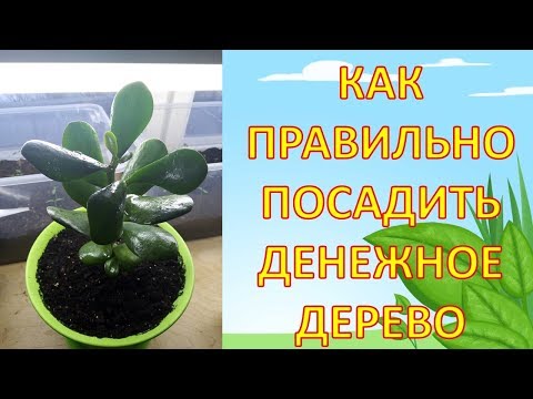Видео: Как правильно пересадить денежное дерево или толстянку. Как выращивать денежное дерево. Толстянка.