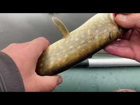 Видео: Осенняя голодная щука