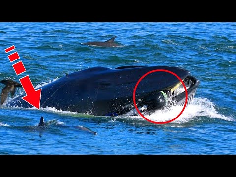 Видео: Кит внезапно проглотил дайвера. Но через 5 минут все были шокированы увиденным!