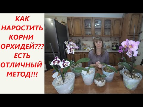 Видео: Орхидеи цветут и растут!!! Керамзит + Перлит