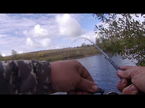 Видео: ОХОТА НА ЗУБАСТОГО ХИЩНИКА.