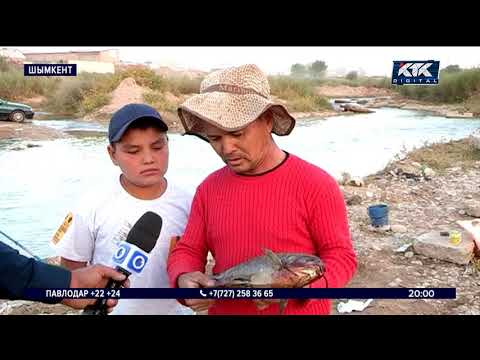 Видео: Бадам өзенінен елде жоқ жыртқыш балық шықты