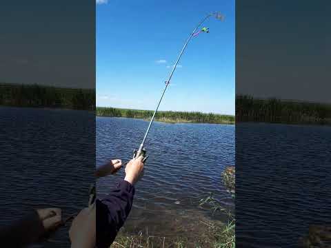 Видео: Карась на донку с пружинной кормушкой. Летняя рыбалка,