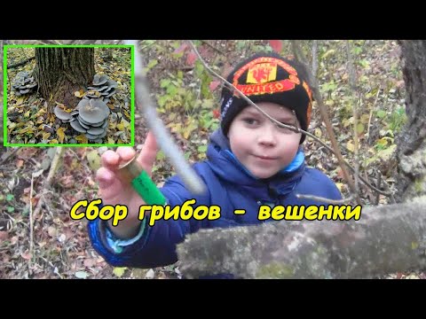 Видео: Моя первая попытка собрать грибы.