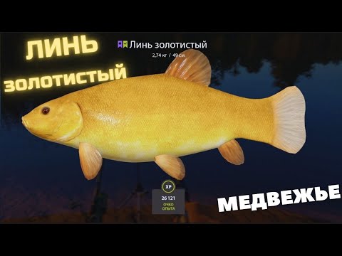 Видео: оз. Медвежье ЛИНЬ ЗОЛОТИСТЫЙ в Русской Рыбалке 4! РР4