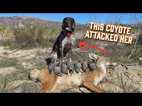 Видео: Койоты напали на мою собаку во время охоты на ПЕРЕПЕЛОВ!