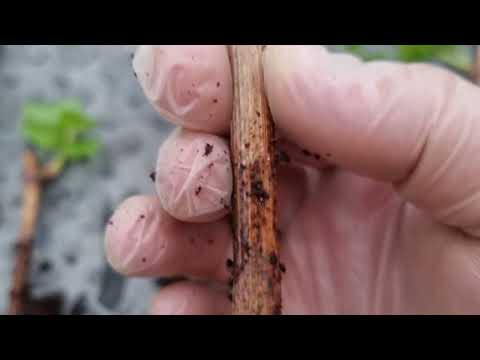 Видео: Итоги опыта с проращиванием черенка винограда на разных укоренителях в домашних условиях.