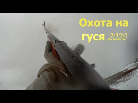 Видео: Гусиная охота на Таймыре 2020