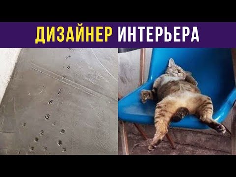 Видео: Приколы. КОТ – ДИЗАЙНЕР ИНТЕРЬЕРА | Мемозг #87