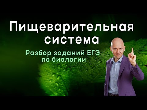 Видео: Пищеварительная система, большой вебинар
