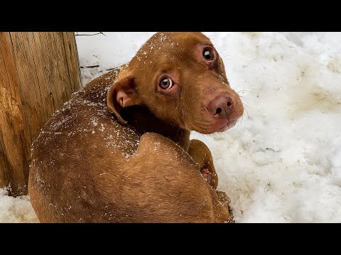Видео: Мальчик нашёл щенка в метель. Мать отдала последние деньги на спасение. Утром ветеринар сказал....