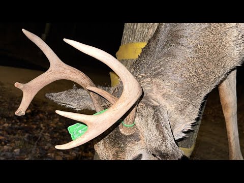 Видео: Дробовик 12 калибра Buck Hunt 2024